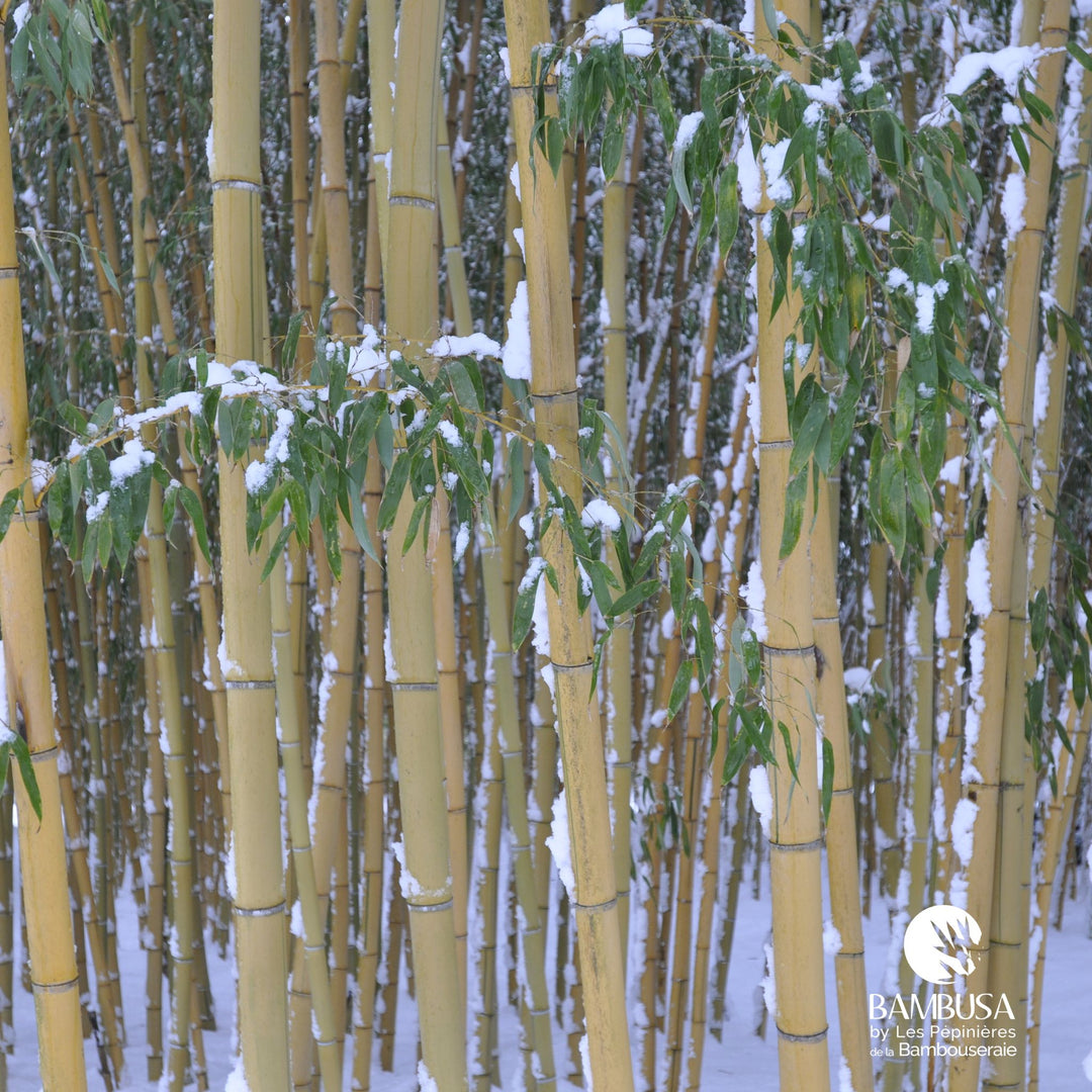Phyllostachys viridis &