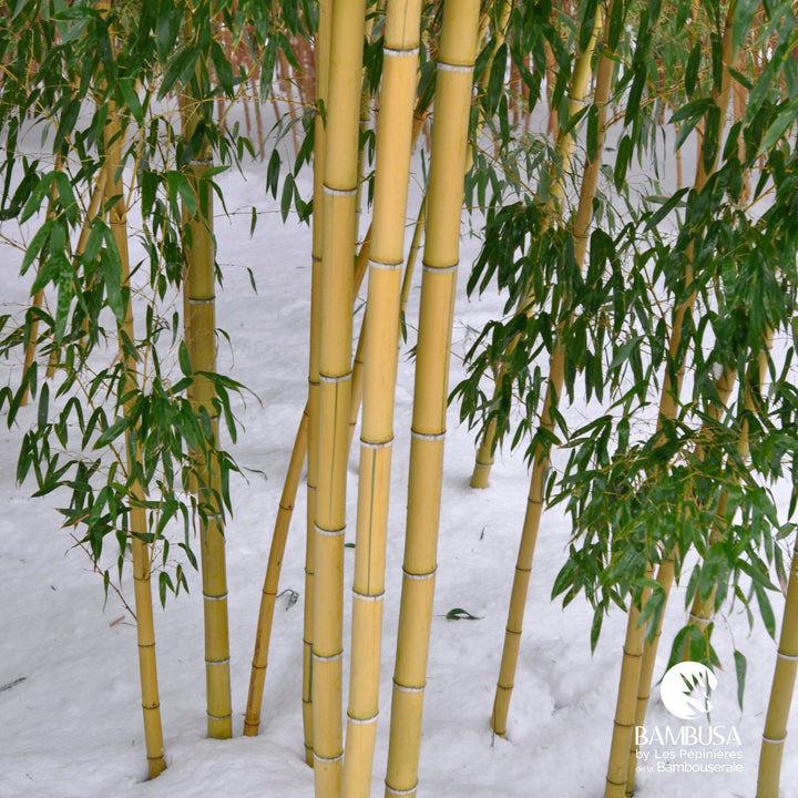 Phyllostachys viridis &