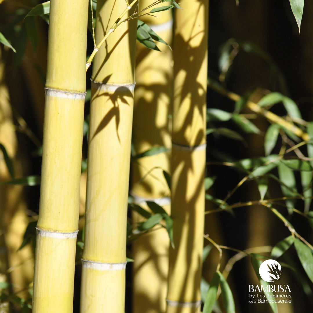 Phyllostachys viridis &