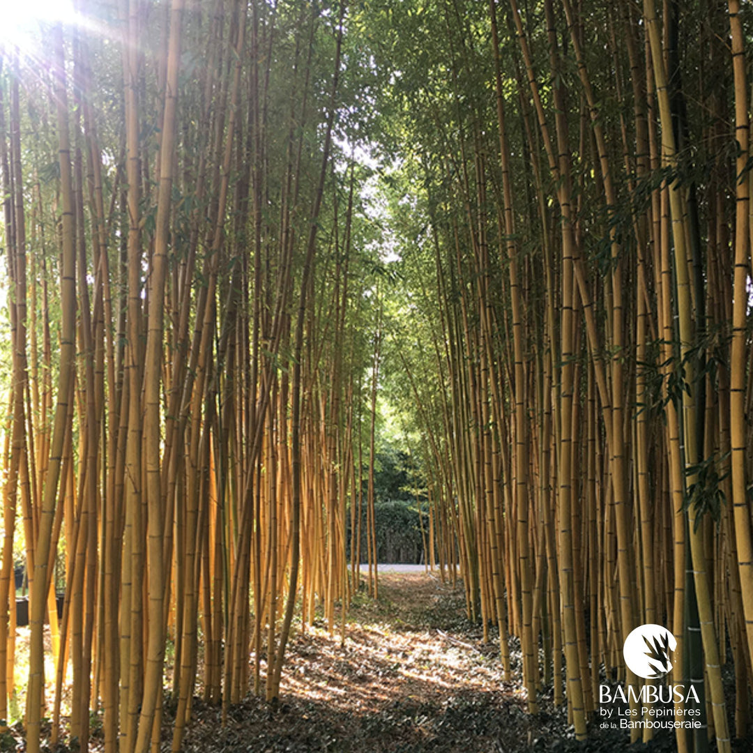 Phyllostachys viridis 'Sulfurea'