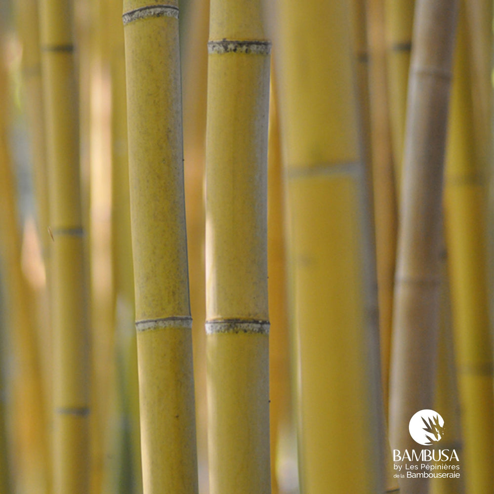 Phyllostachys viridis 'Sulfurea' aux chaumes jaunes