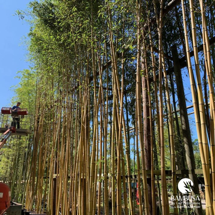 Phyllostachys viridis &