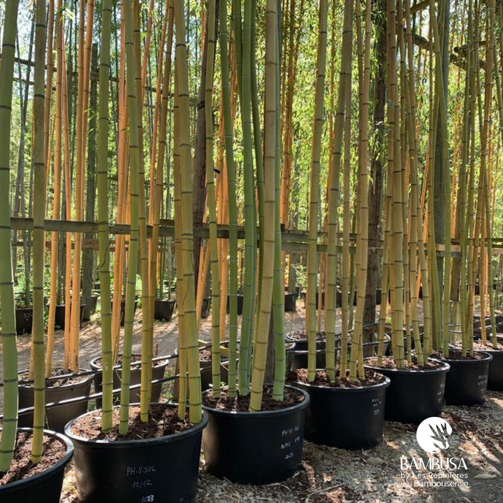 Phyllostachys viridis &