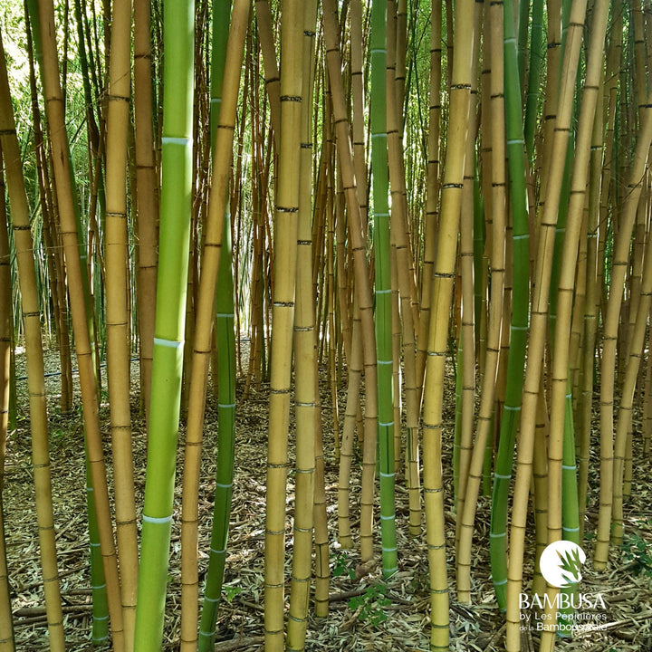 Phyllostachys viridis &