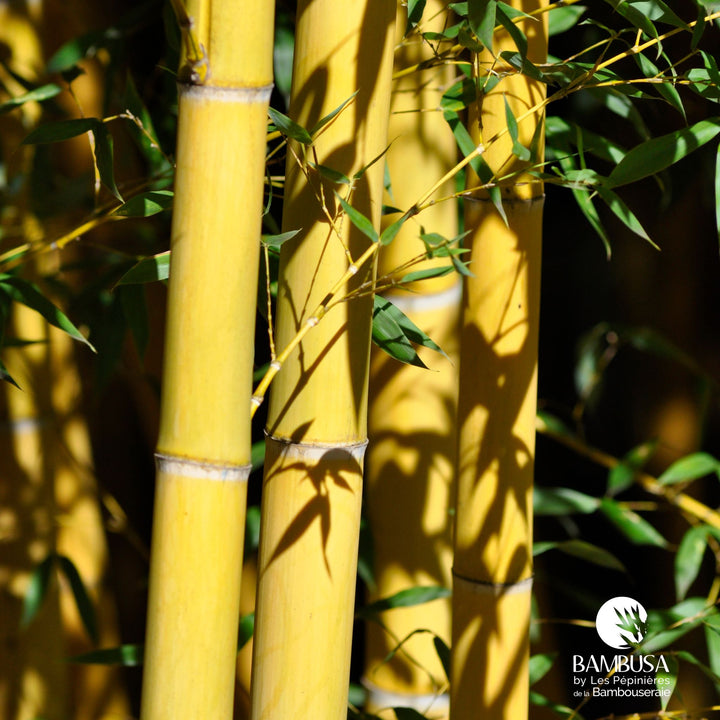Phyllostachys viridis &