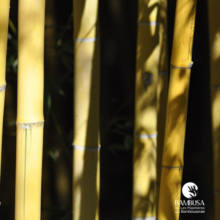 Phyllostachys viridis &