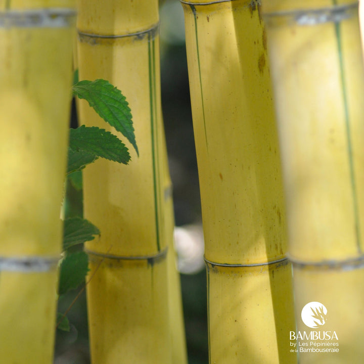 Phyllostachys viridis &