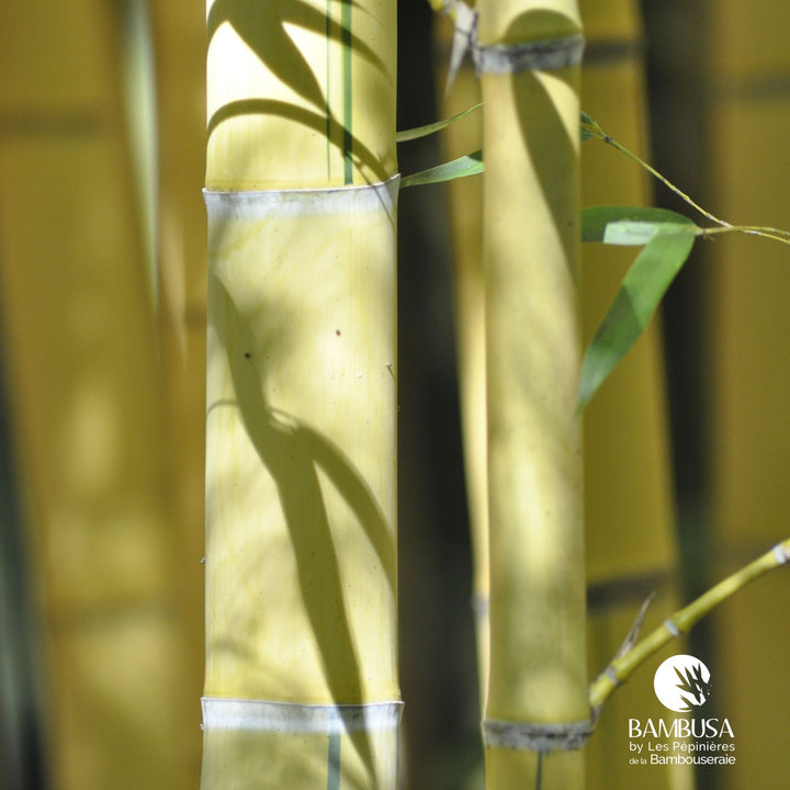Phyllostachys viridis &