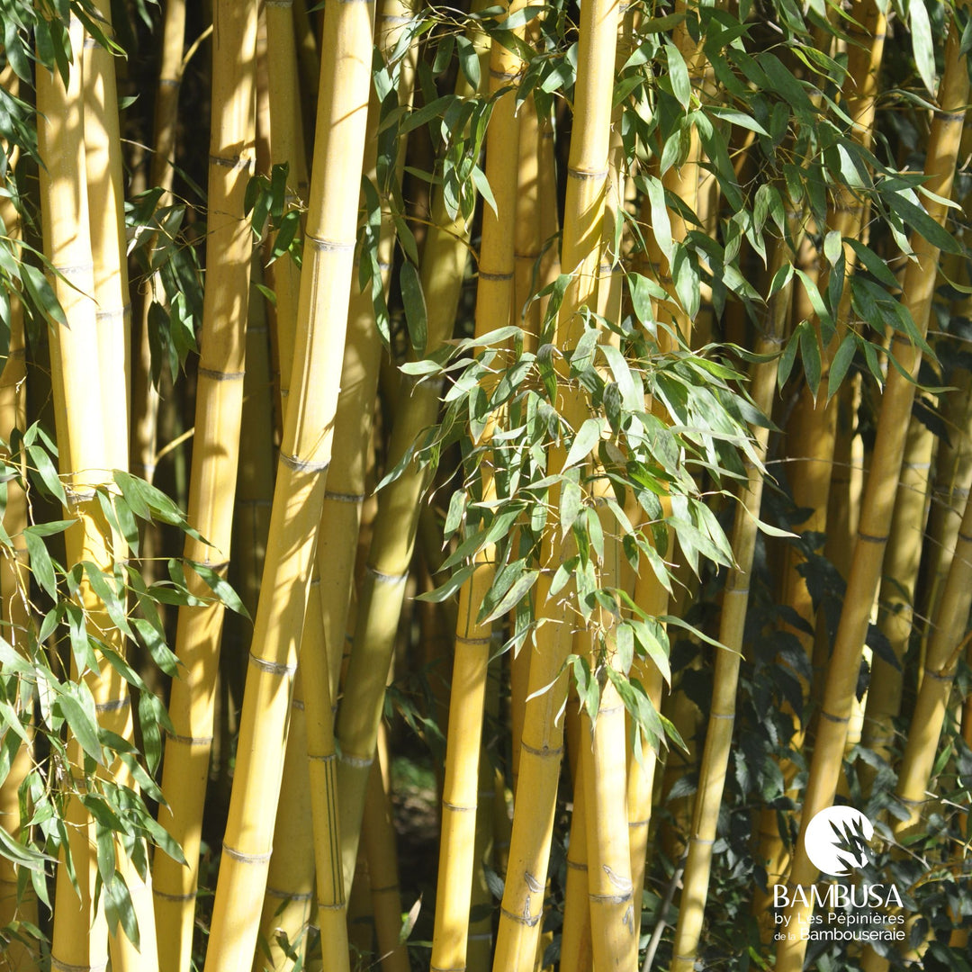 Phyllostachys viridis &