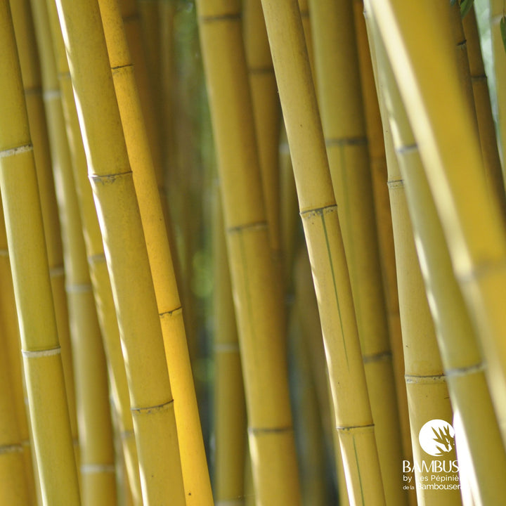 Phyllostachys viridis &