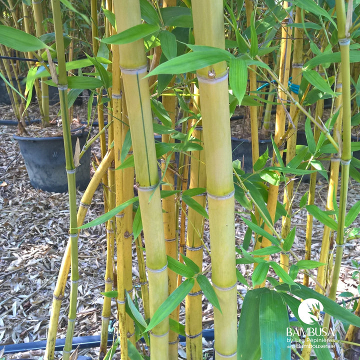 Phyllostachys viridis &