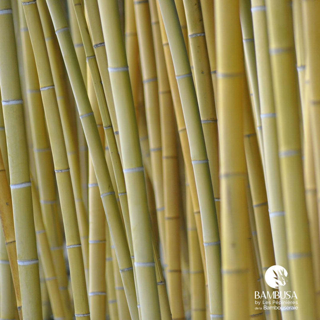 Phyllostachys viridis &