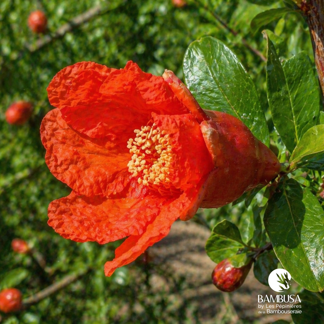 Grenadier à fruits Punica granatum &