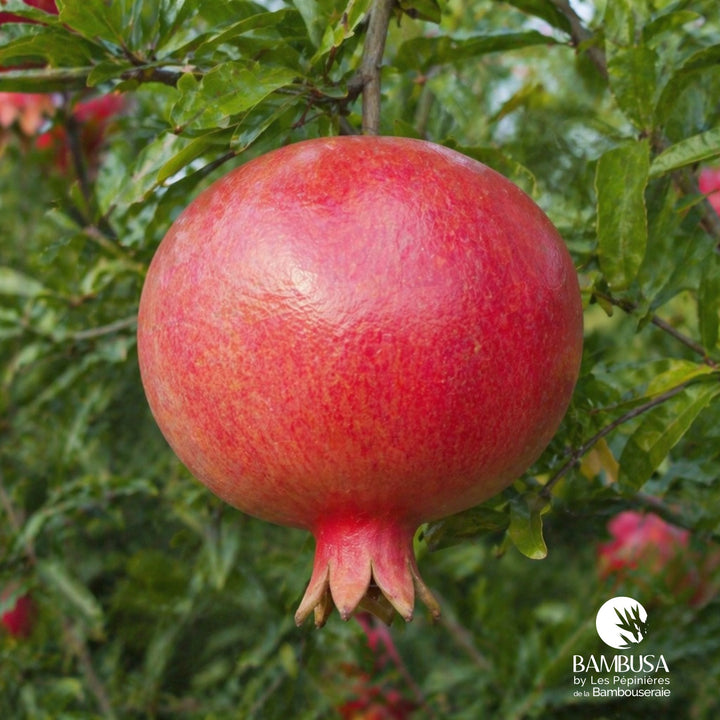 Punica granatum &