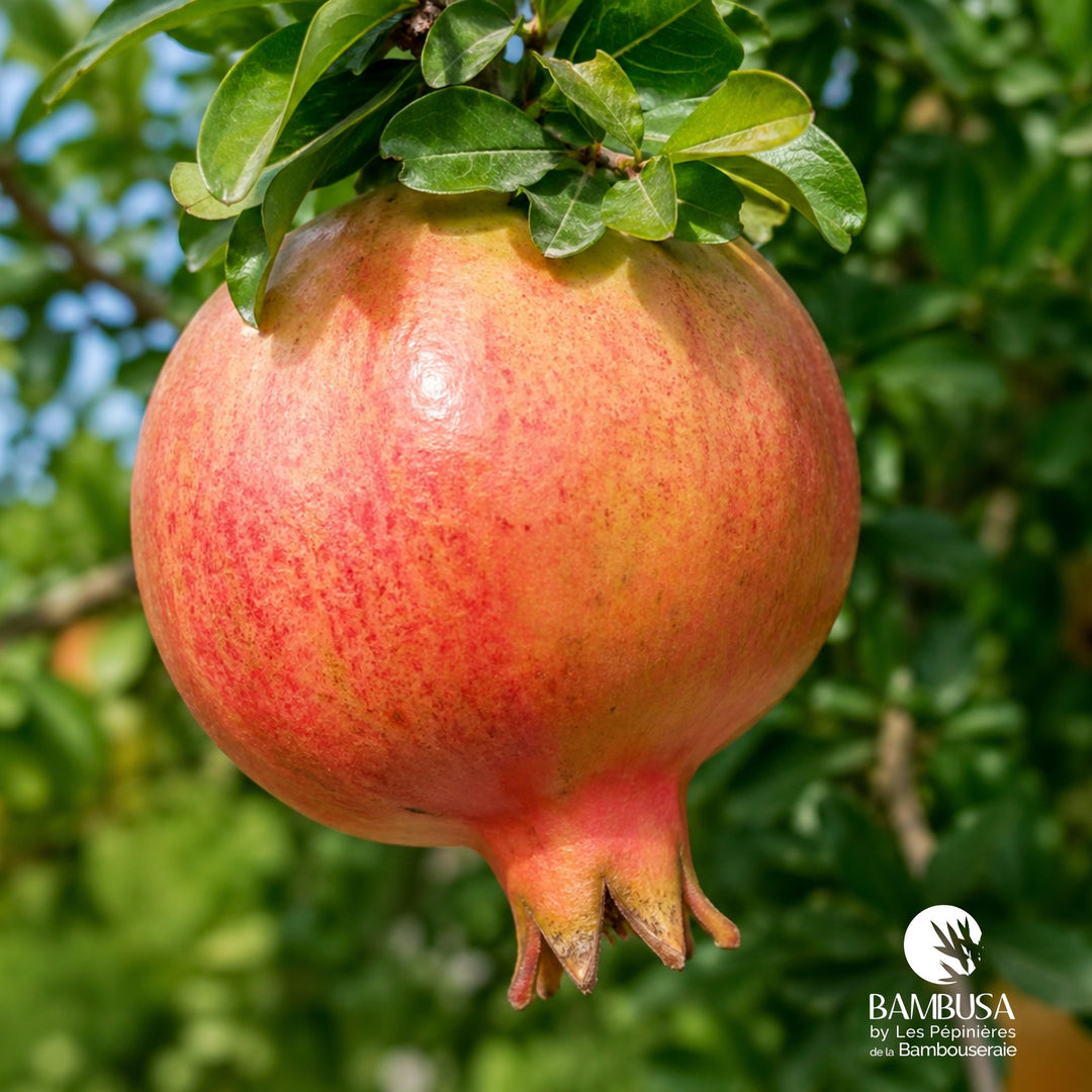 Grenadier à fruits Punica granatum &