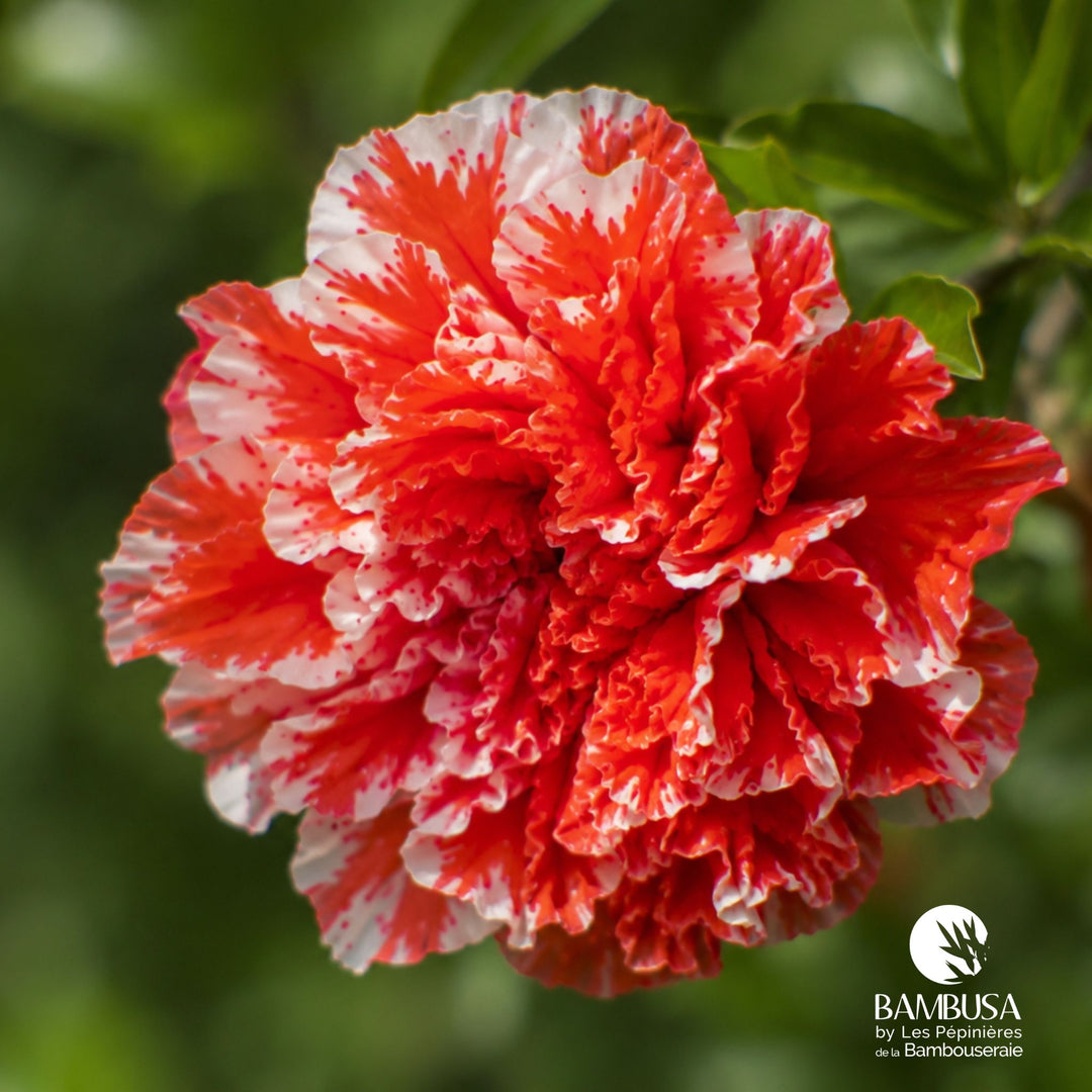 Punica granatum &