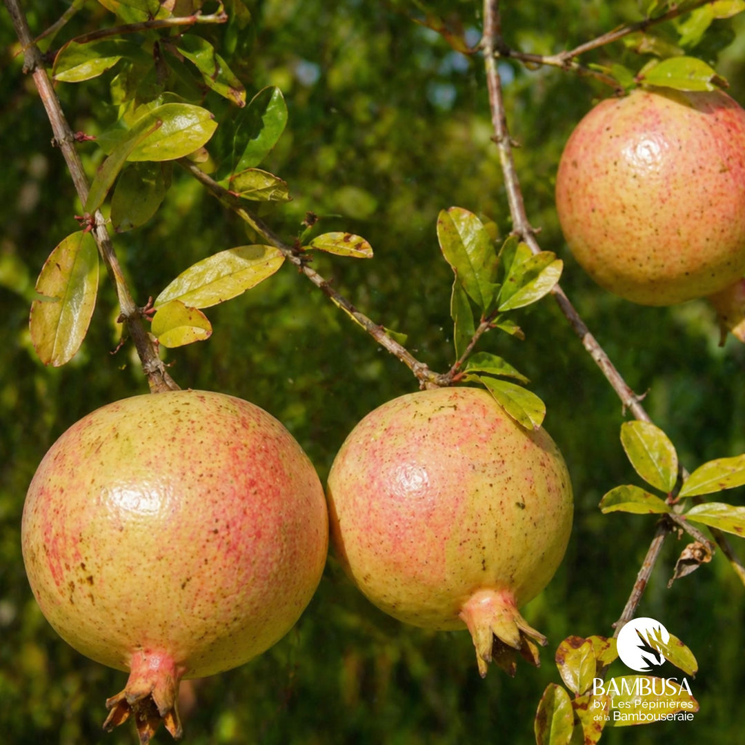Grenadier à fruits sans pépins Punica granatum &
