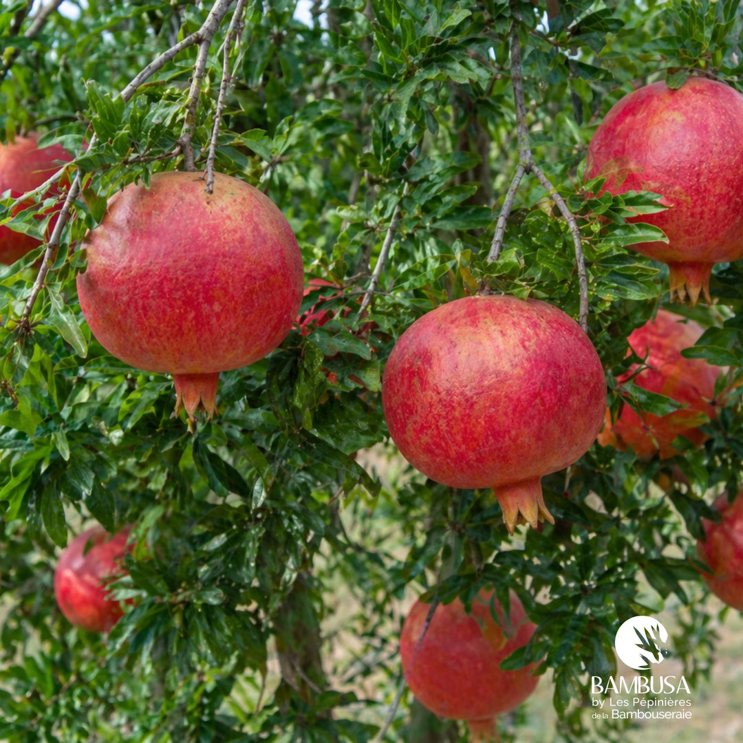 Grenadier à fruits Punica granatum &