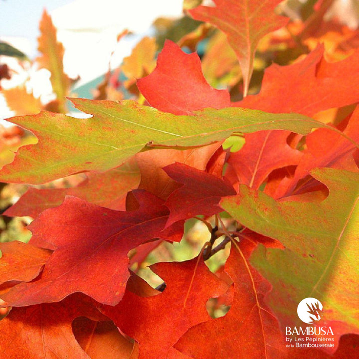 Quercus palustris &