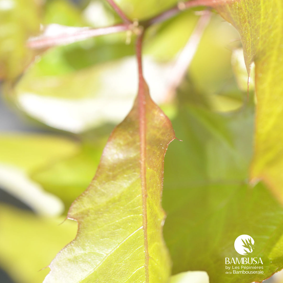 Quercus palustris &