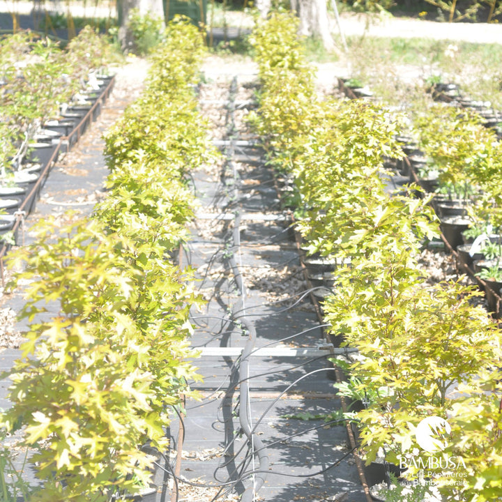 Quercus palustris &