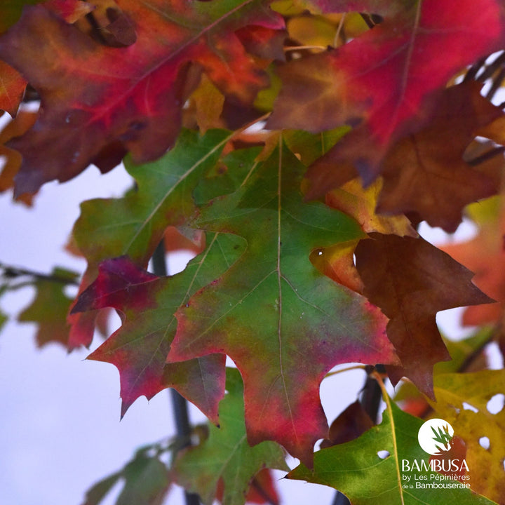 Quercus palustris &