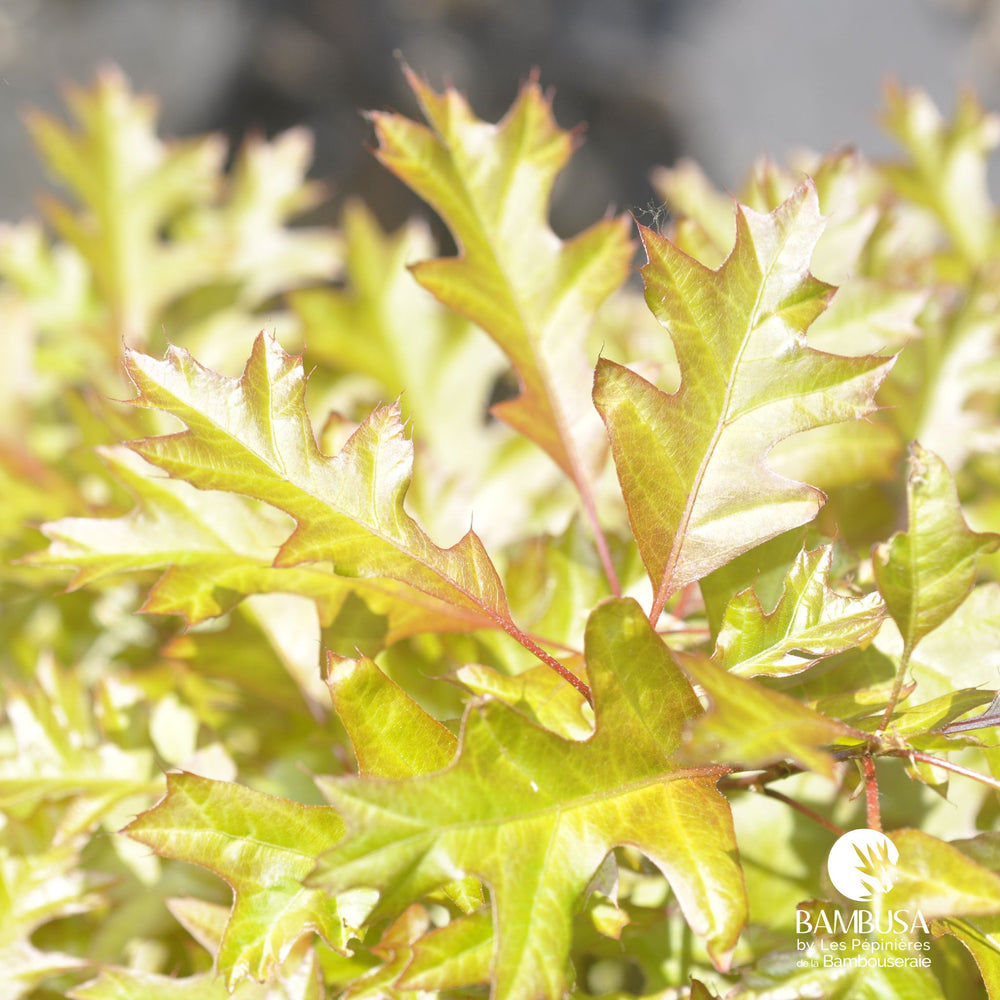 Quercus palustris 'Green Dwarf' — hauteur adulte : 1 à 2,5 m