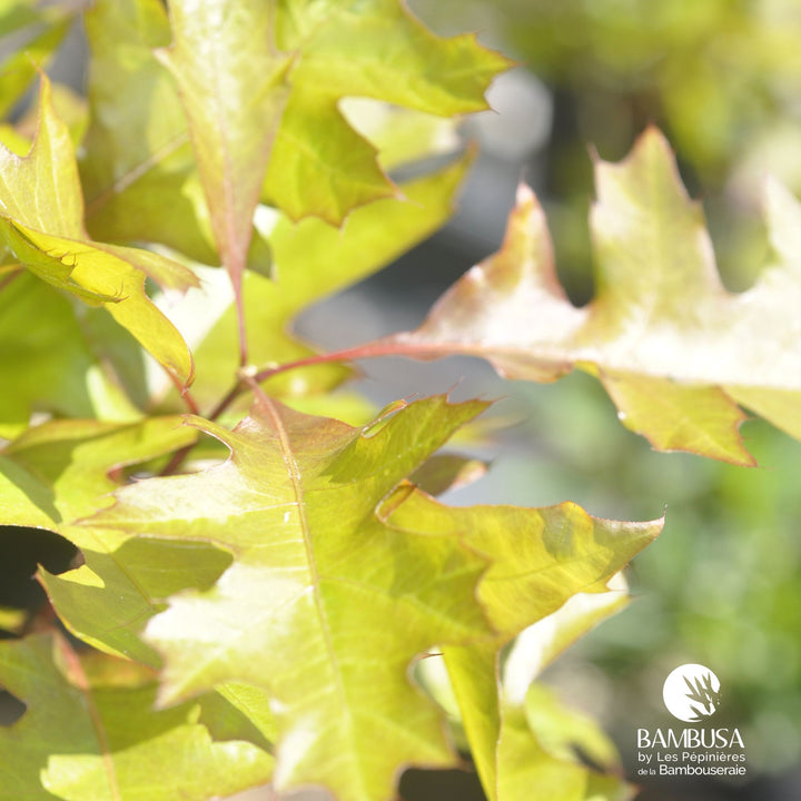 Quercus palustris &