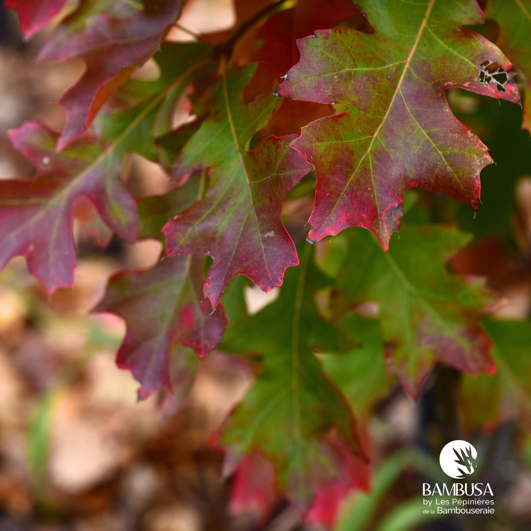 Quercus palustris &