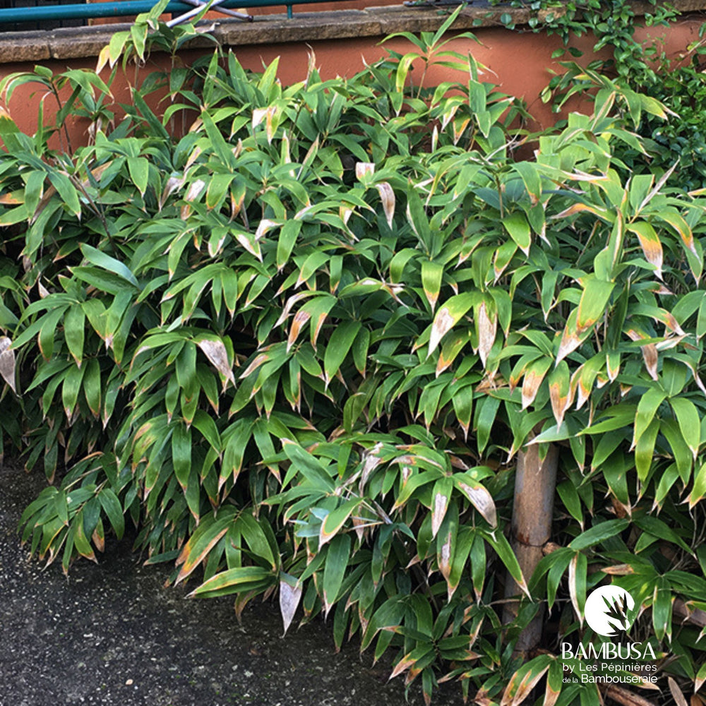 Sasa kurilensis aux chaumes verts