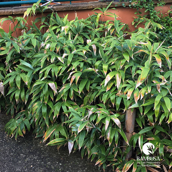 Sasa kurilensis aux chaumes verts