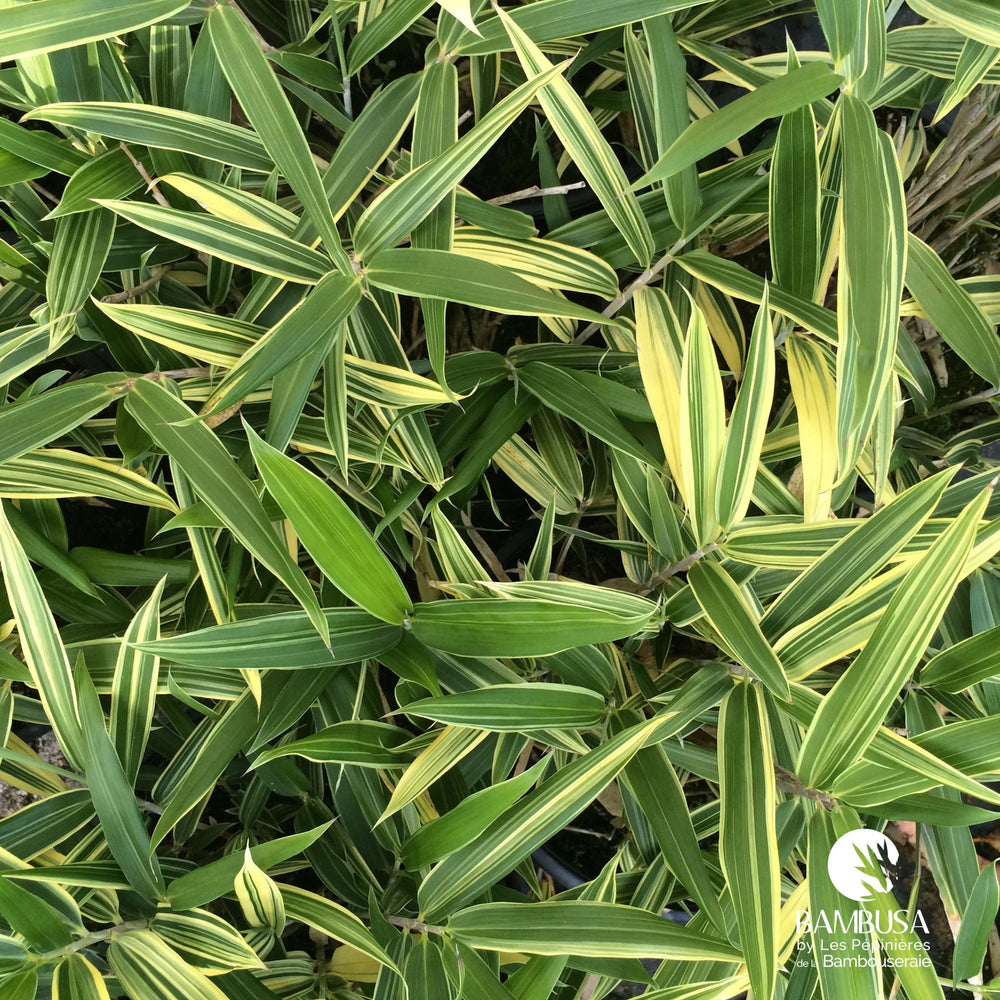Sasa masamuneana 'Albostriata' aux chaumes bicolores