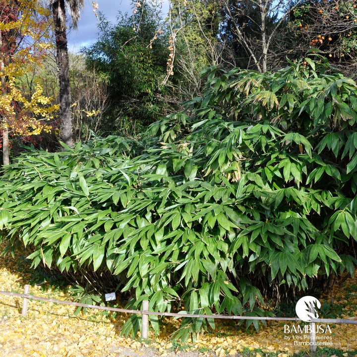 Sasa palmata &
