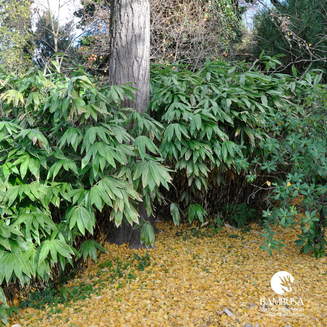 Sasa palmata 'Nebulosa'