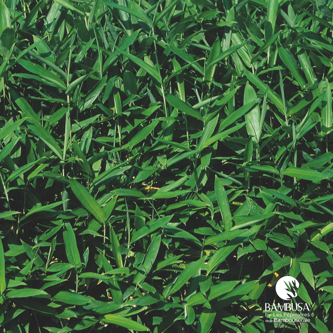 Sasa tsuboiana — rustique jusqu&