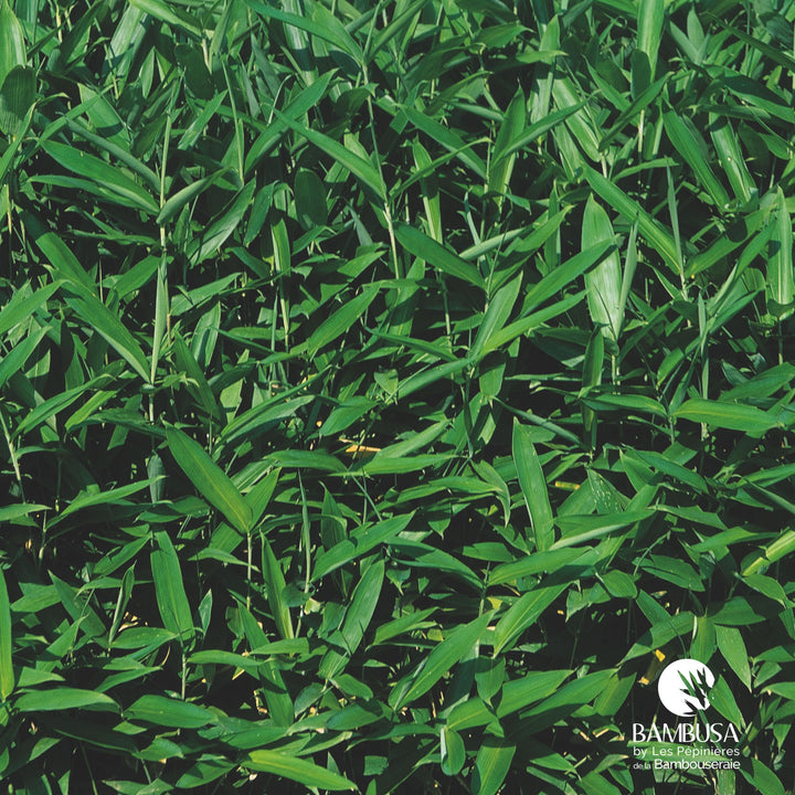 Sasa tsuboiana — rustique jusqu&