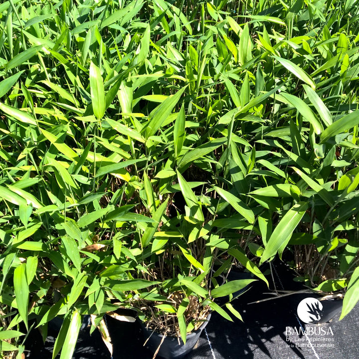 Sasa tsuboiana en massif de jardin