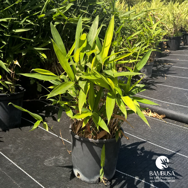 Sasa tsuboiana — bambou traçant, à planter avec barrière anti-rhizome