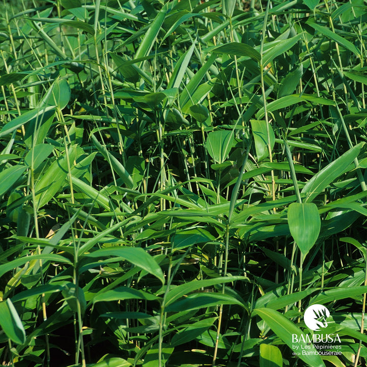 Sasa tsuboiana aux chaumes verts