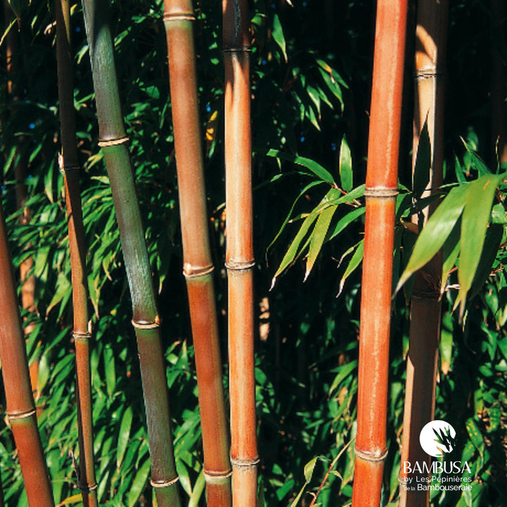 Bambou Narihira en pot, livré prêt à planter