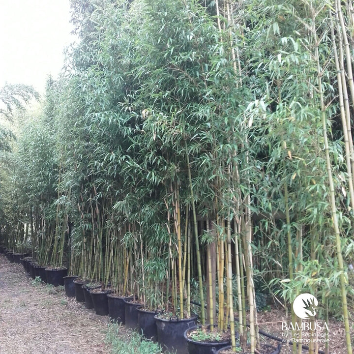 Semiarundinaria fastuosa — pépinière Bambusa