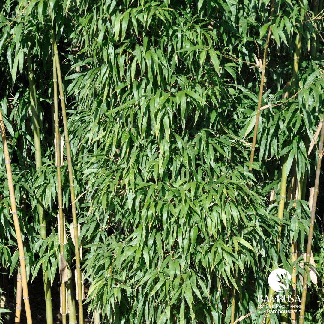 Semiarundinaria fastuosa — rustique jusqu&
