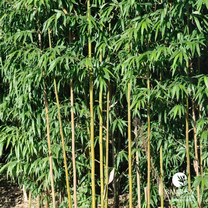 Bambou Narihira pour haie