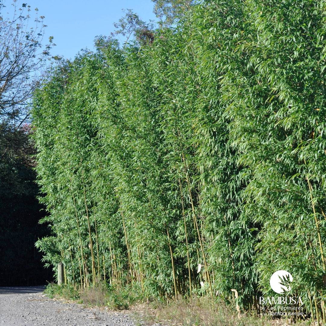 Semiarundinaria fastuosa — hauteur adulte : plus de 5 m