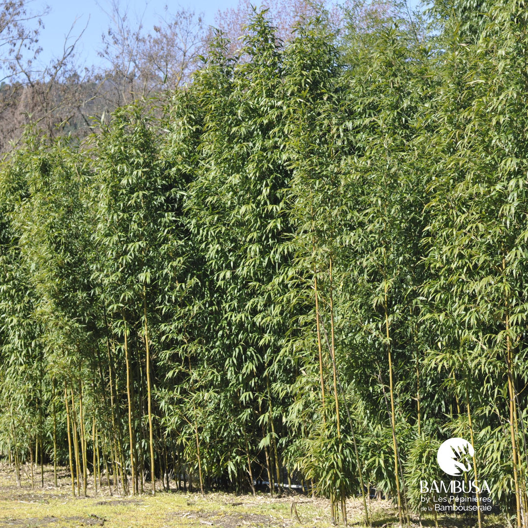 Semiarundinaria fastuosa — bambou traçant, à planter avec barrière anti-rhizome