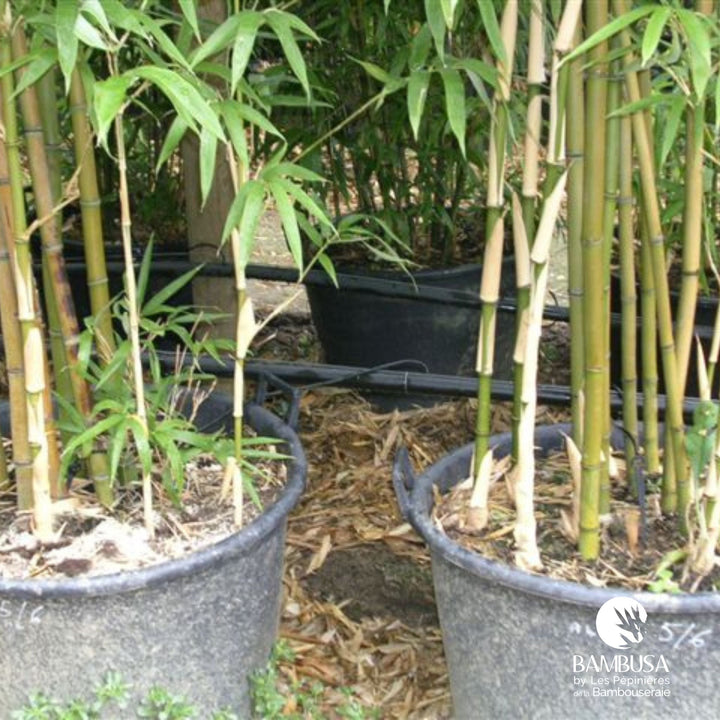 Semiarundinaria fastuosa | Bambou Narihira — photo 13