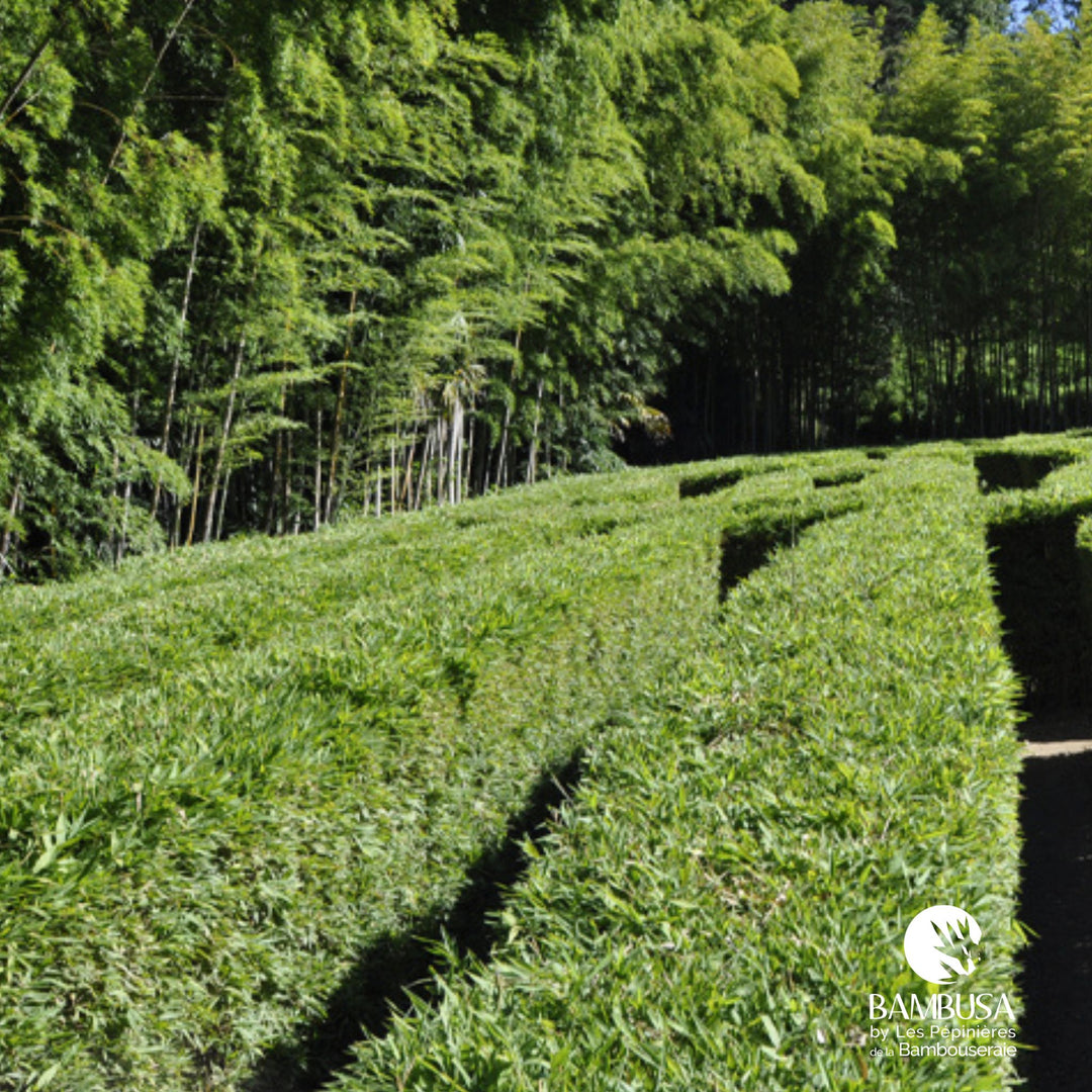 Semiarundinaria makinoi en massif de jardin