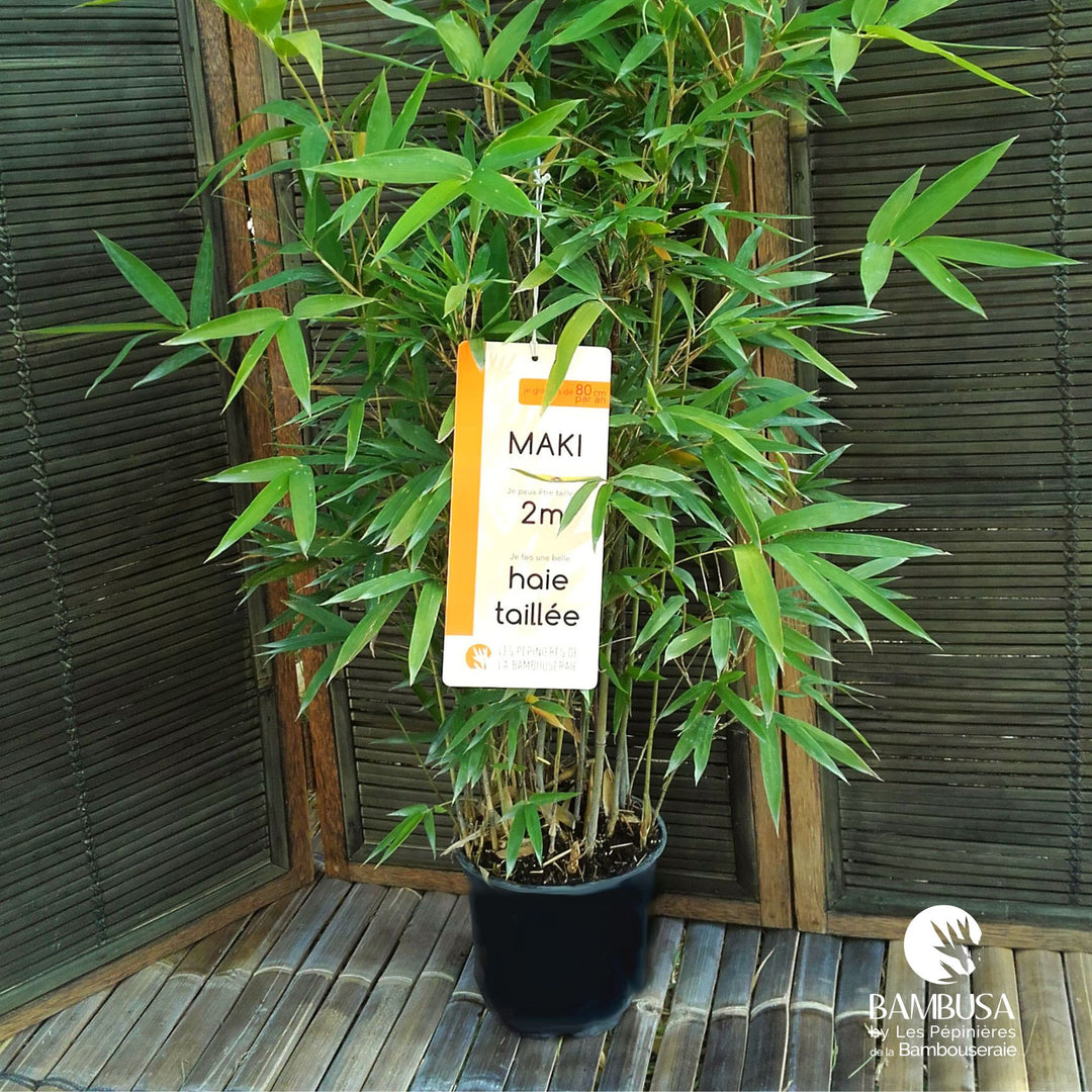 Semiarundinaria makinoi — photo 13