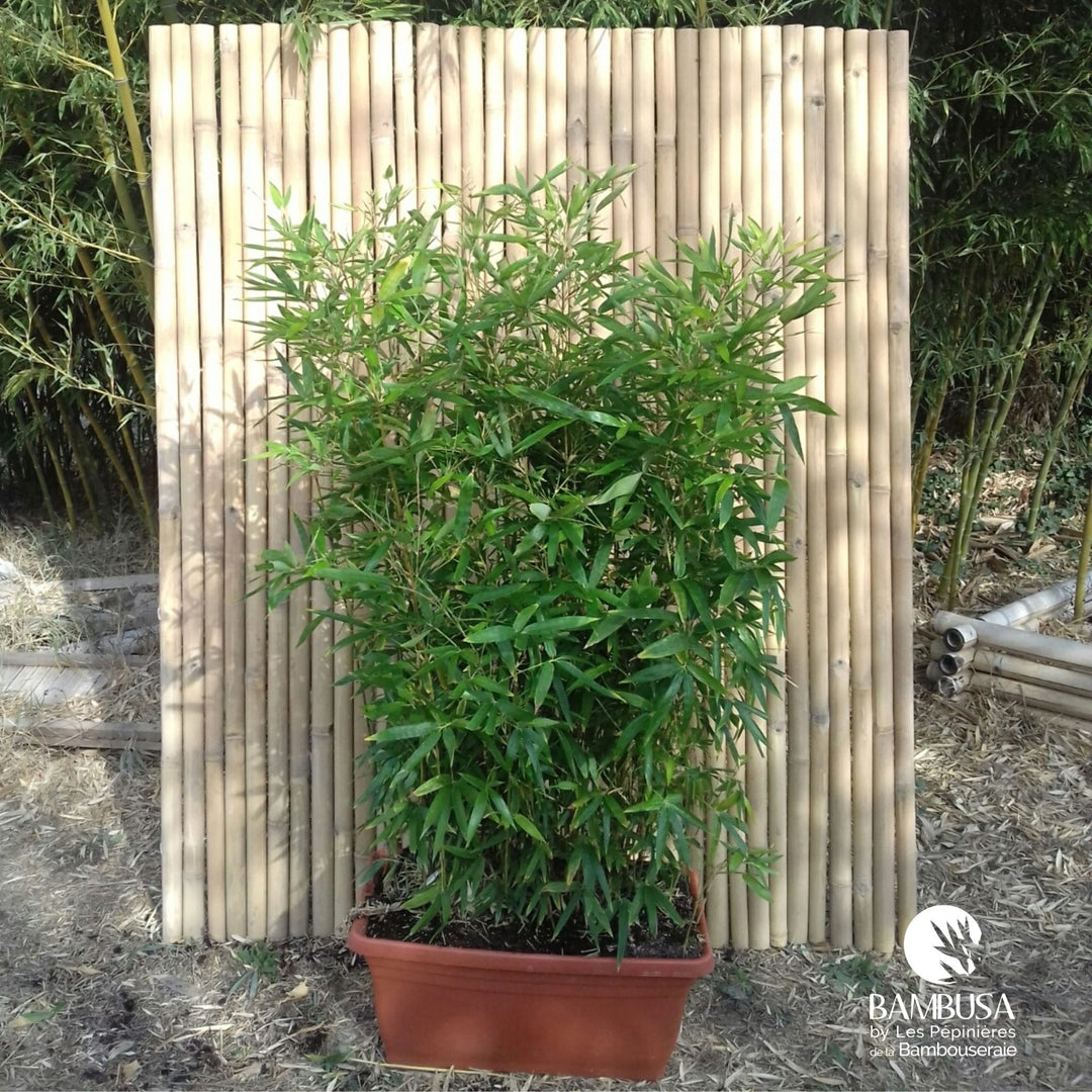 Semiarundinaria makinoi — pépinière Bambusa
