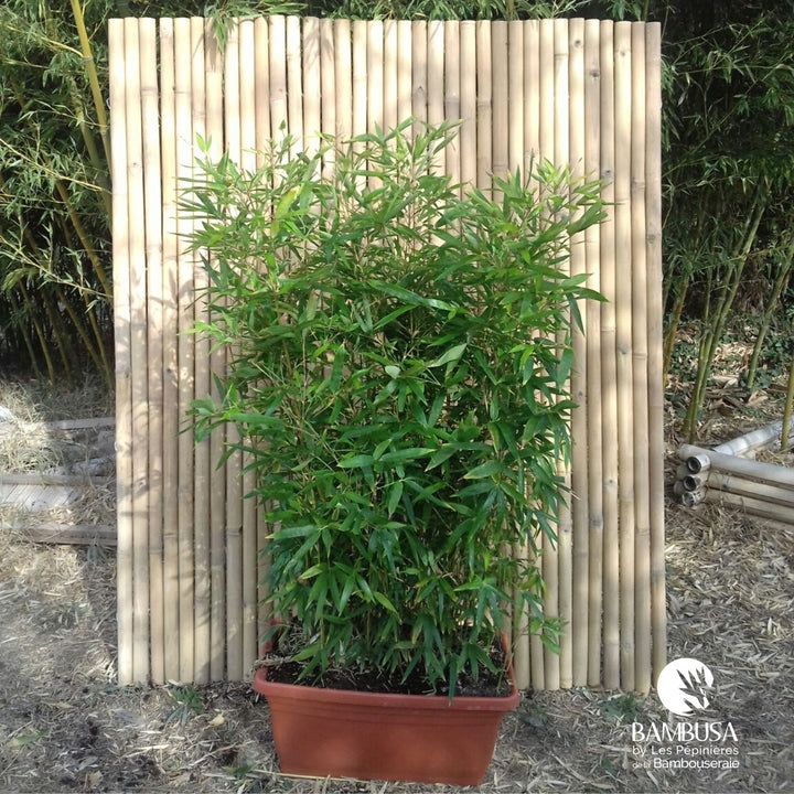 Semiarundinaria makinoi — pépinière Bambusa
